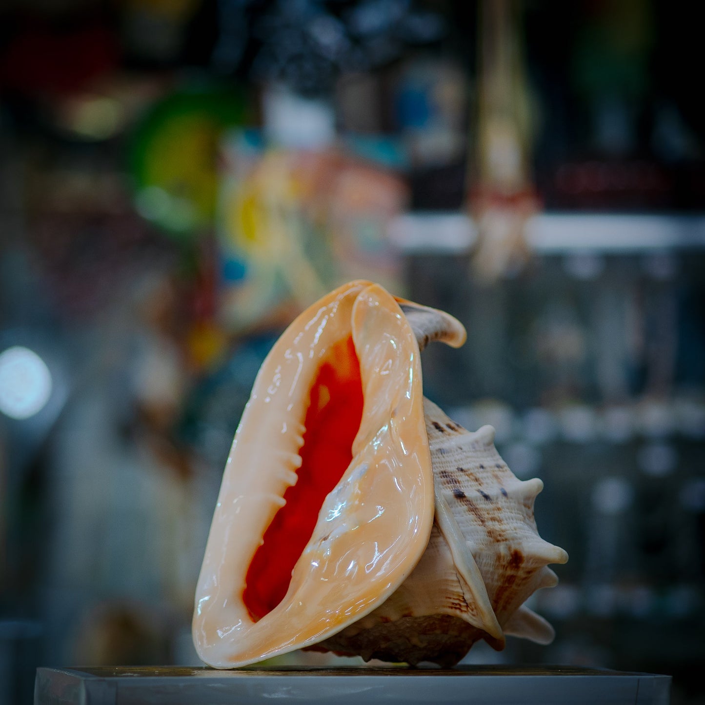 Golden Crown Seashell Décor
