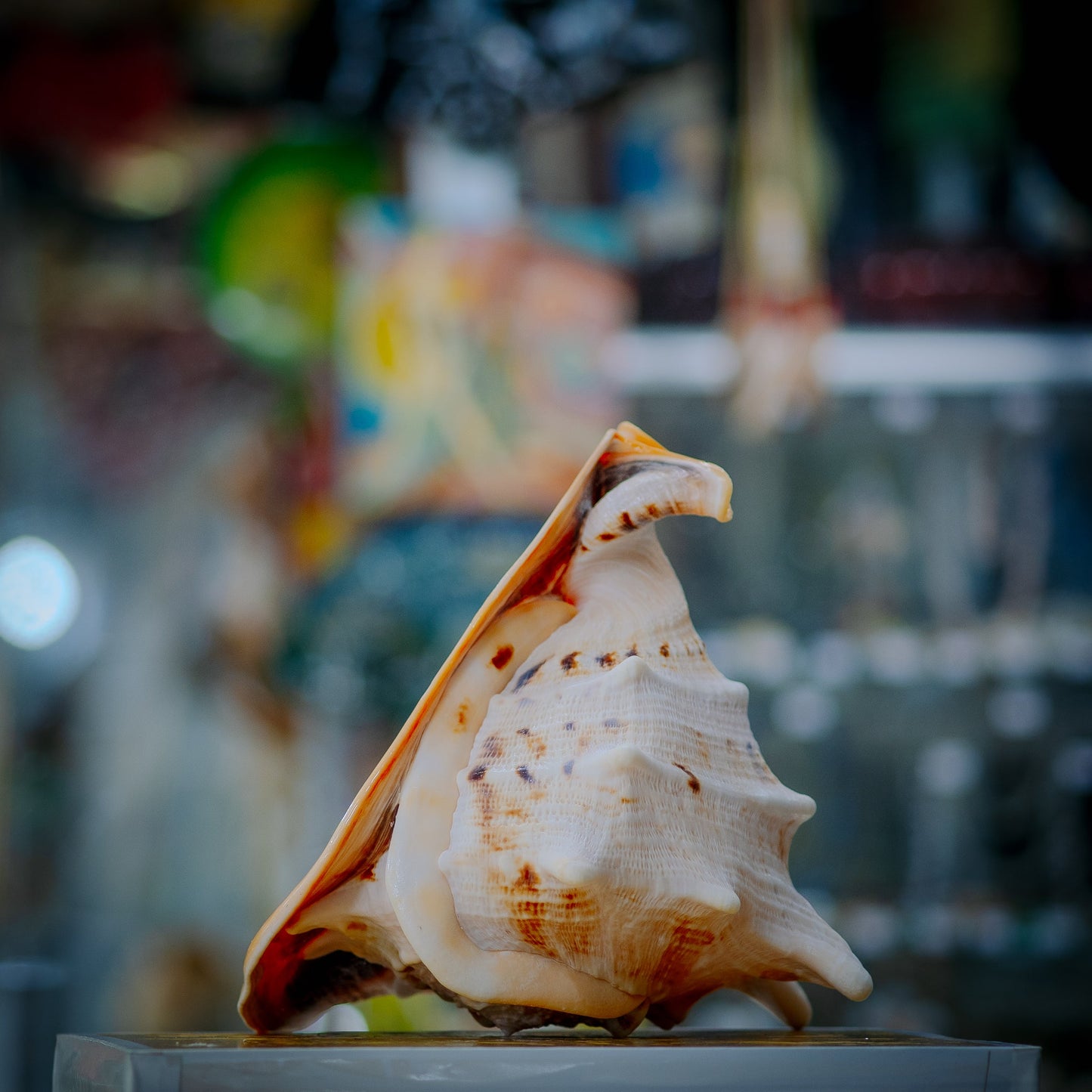 Golden Crown Seashell Décor