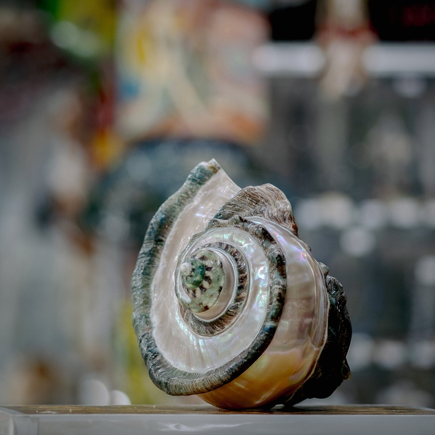 Spiral Pearl Seashell Beauty