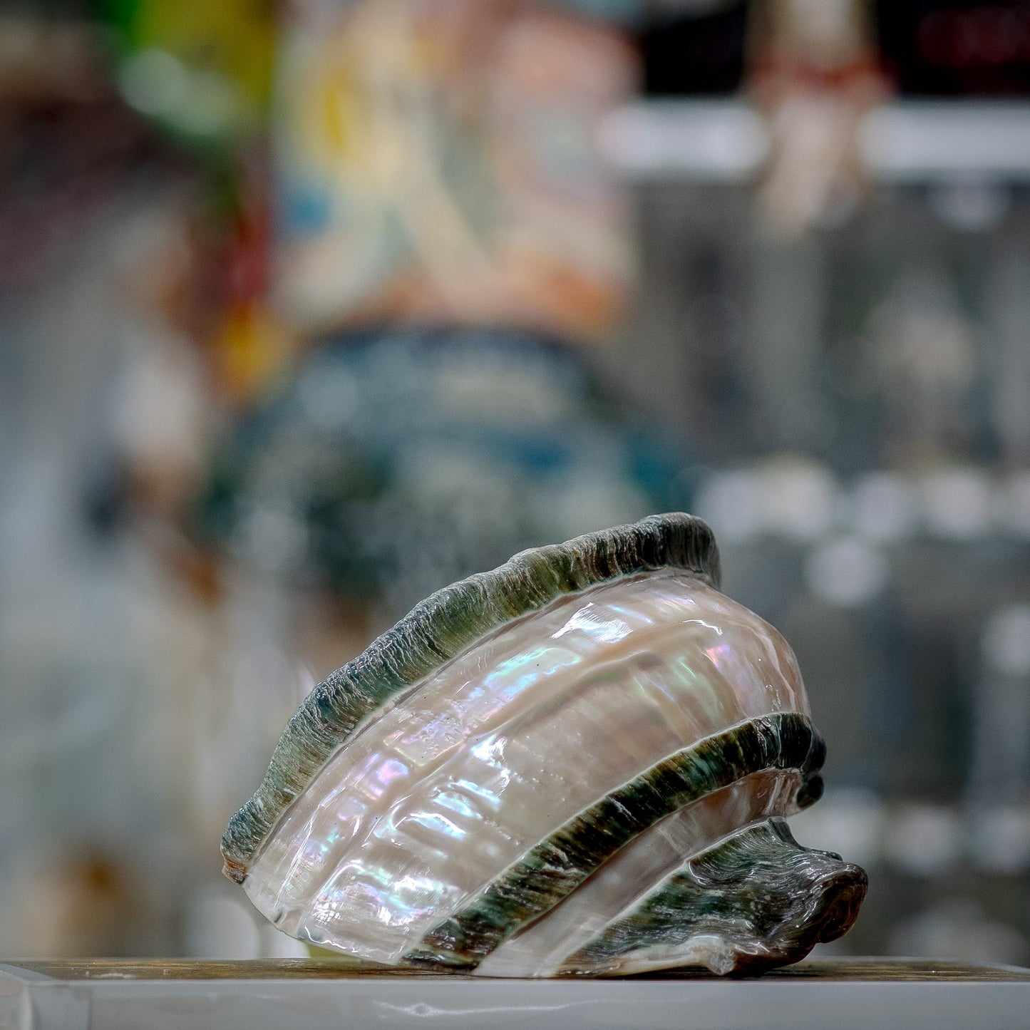 Spiral Pearl Seashell Beauty