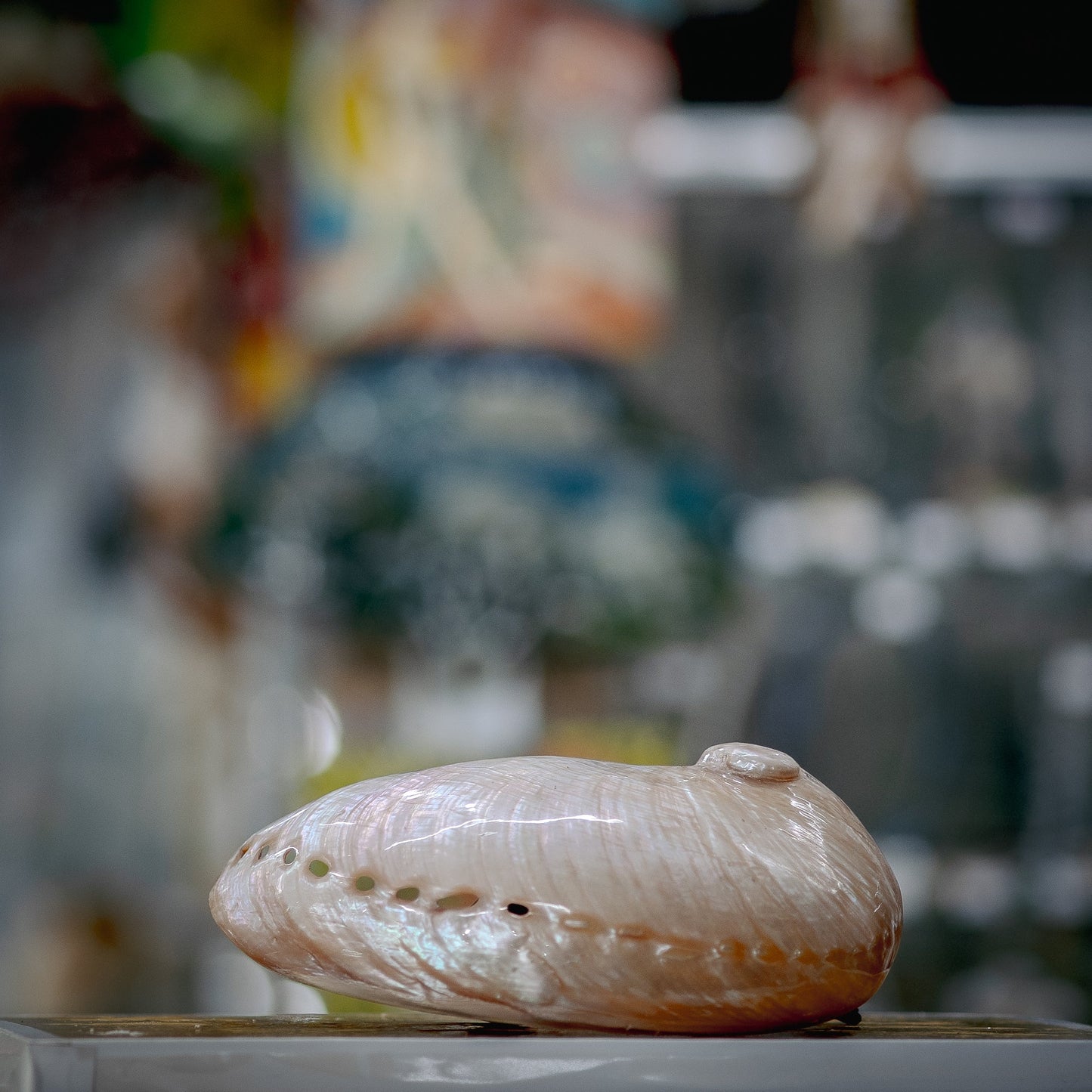 Oriental Beauty Seashell Fascination