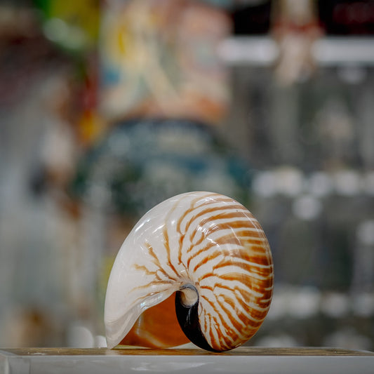 Snakehead Seashell Display