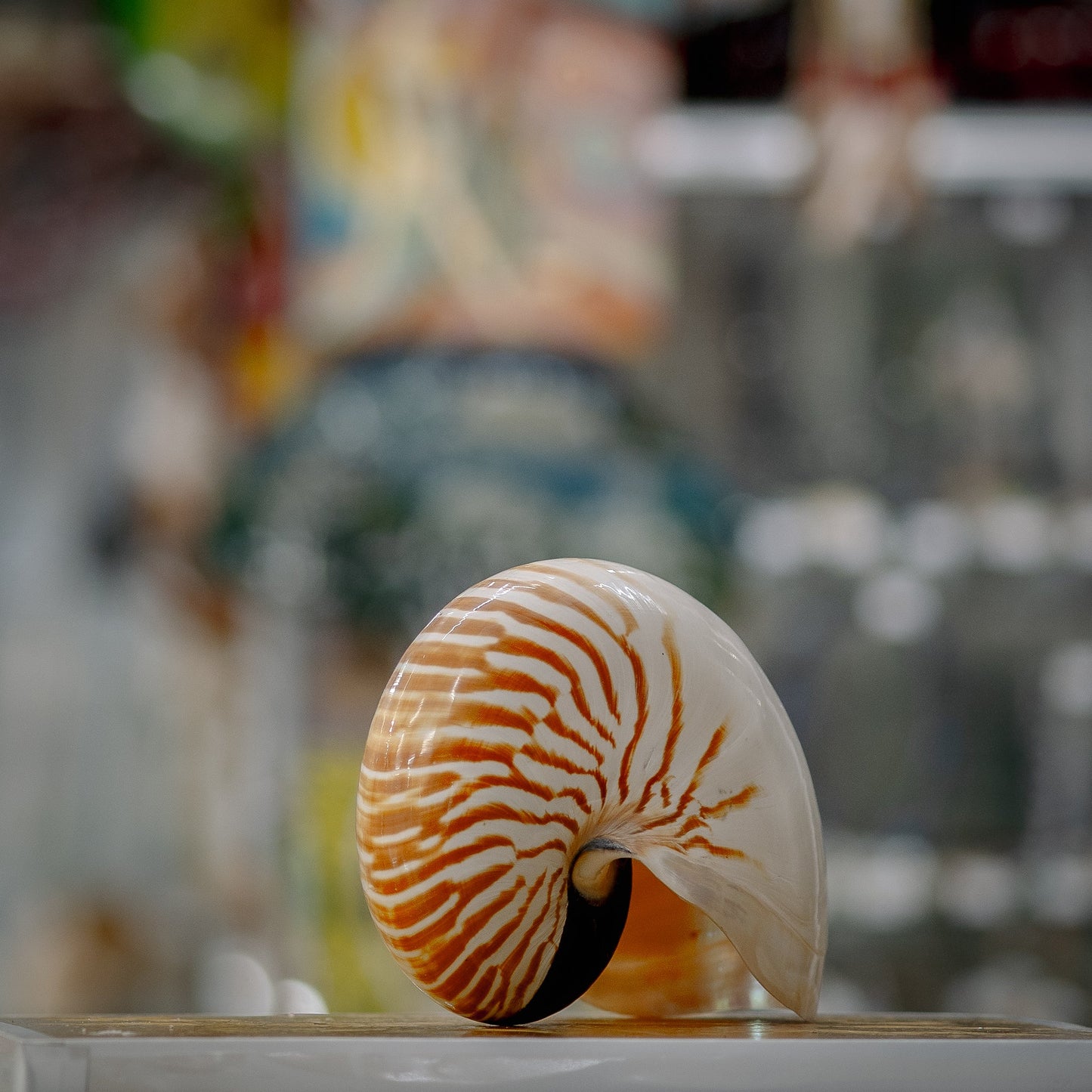 Snakehead Seashell Display