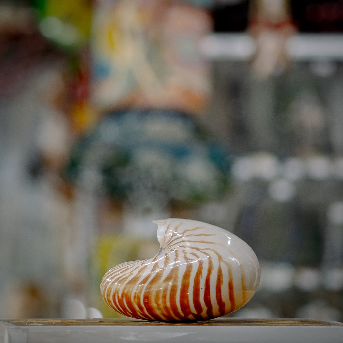 Snakehead Seashell Display