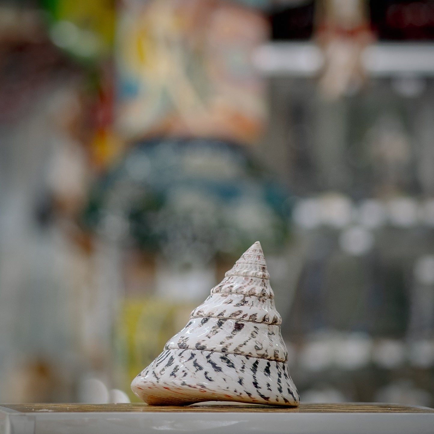 Pristine White Cone Seashell