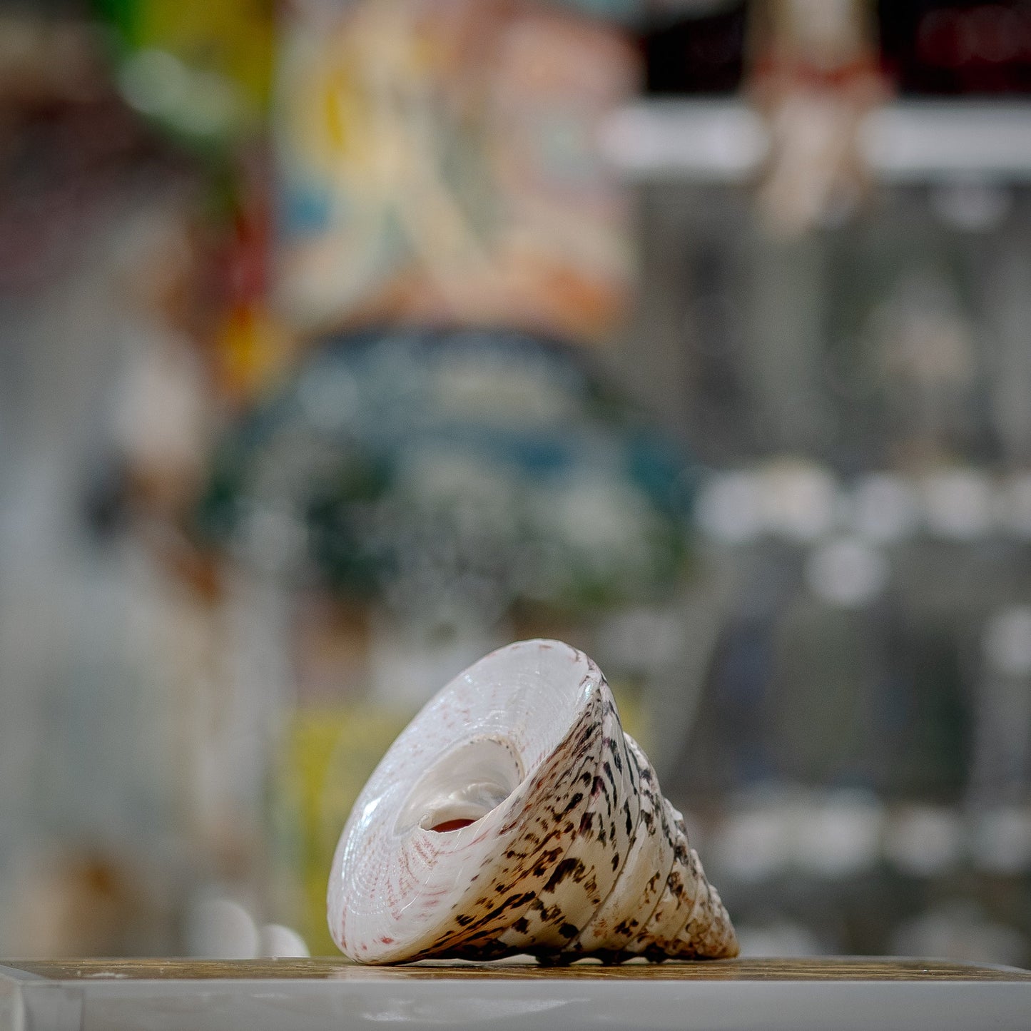 Pristine White Cone Seashell