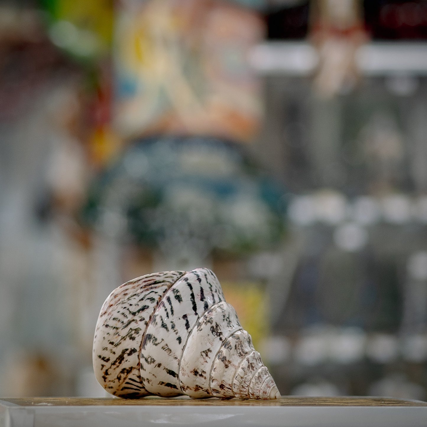 Pristine White Cone Seashell