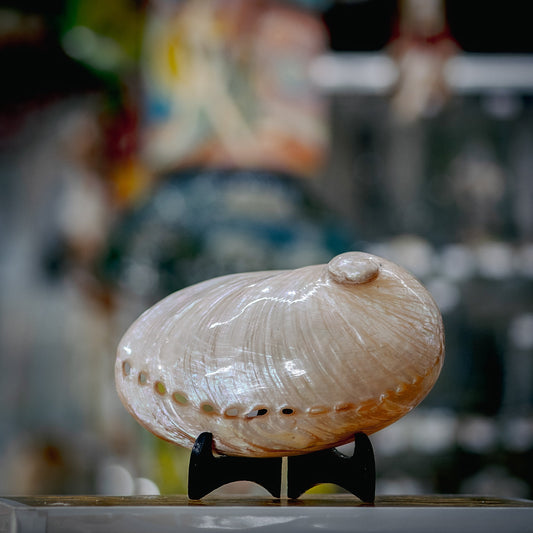 Oriental Beauty Seashell Fascination