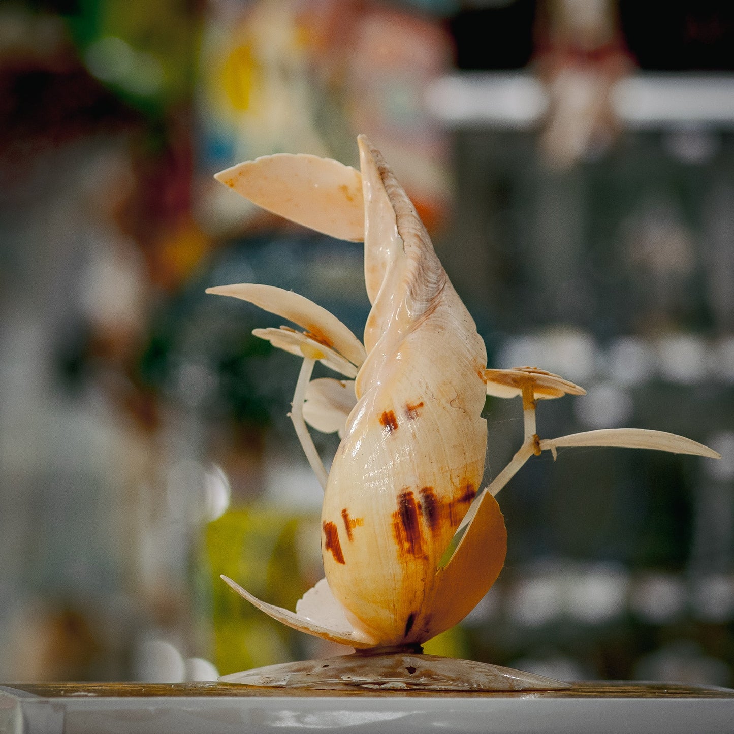 Flower Cave Seashell Sculpture